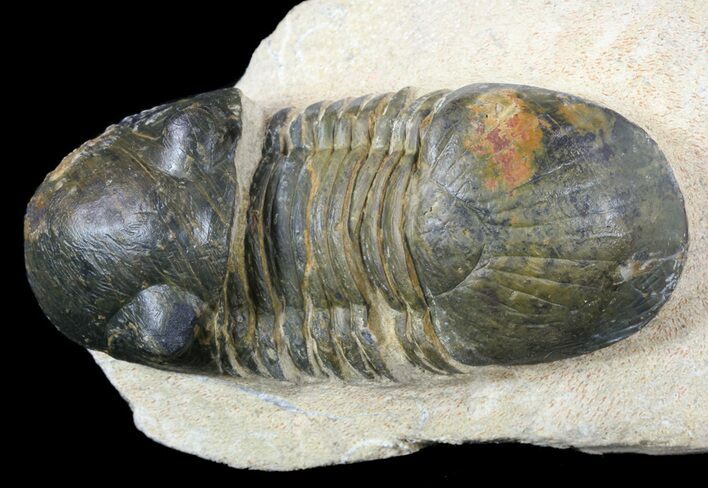 Paralejurus Trilobite Fossil - Foum Zguid, Morocco #53527